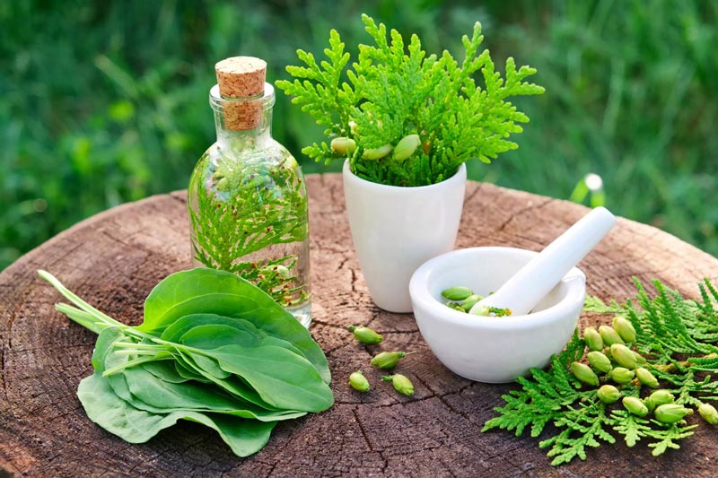 10 گیاه دارویی و اورژانسی